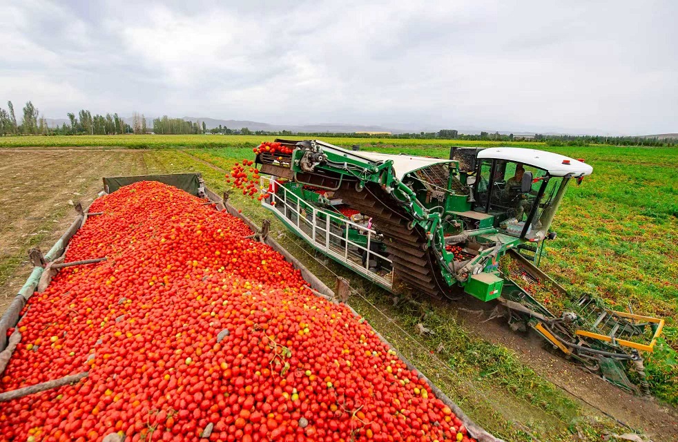 Tomatoes are enjoying a bumper harvest season
